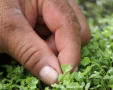 Photograph: [Close-up of fingers grasping micro vegetables]