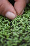 Photograph: [Close-up of fingers and micro vegetables]