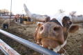 Photograph: [Close up view of a longhorn's nostrils]