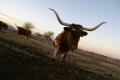 Photograph: [Longhorn stands in a field]