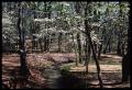 Photograph: [Photograph of Small Creek in Davey Dogwood Park during the Spring]