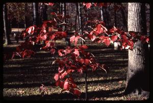 Primary view of object titled '[Autumn Leaves on a Dogwood Tree in Anderson County]'.