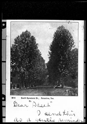Primary view of object titled '[Sycamore Trees on S. Sycamore Street]'.