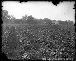 Primary view of object titled '[vegetable farming]'.