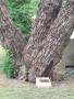 Photograph: Mesquite tree with a memorial to Robert E. Howards dog Patch