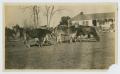 Thumbnail image of item number 1 in: '[Cattle at Butler Ranch Headquarters]'.