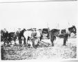 Photograph: Three Plowmen Standing beside Their Team on Frank Brawley Farm