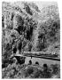 Thumbnail image of item number 1 in: '["Autovias" train in Mexican mountains]'.