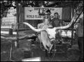 Photograph: [Longhorn with Horn Spread of Seven Feet Owned by Billy Bedford]