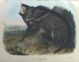 Thumbnail image of item number 1 in: '"Collared Peccary"'.