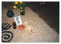 Thumbnail image of item number 1 in: '[Altar to Roy Lozano]'.