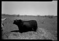 Photograph: [Bull on Porter Ranch]