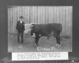 Photograph: [Hereford Bull and Owner]