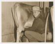 Photograph: [W. Lee O'Daniel Milking a Cow]