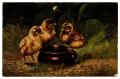 Postcard: [Three Baby Chicks]
