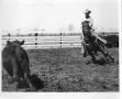 Thumbnail image of item number 1 in: '[Photograph of Quarter Horse Paulyana Working]'.