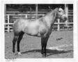 Photograph: [Quarter Horse named Paulesa]
