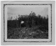 Photograph: [Emmett E.McCrary standing in sugar cane field]