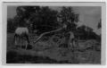 Photograph: [Man and horse operating cane mill, J.D.Shelton, Fairview Community]