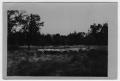 Photograph: [Grazing ewes on Golden Hoof Farm, located west of Denton]