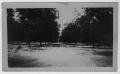 Primary view of [Butterfield Pecan Orchard, Winona, TX]