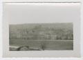 Photograph: [Photograph of Trees at the Base of a Hill]