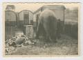 Photograph: [Photograph of Elephant by Trailers]
