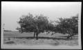 Thumbnail image of item number 1 in: '[Apple Tree in Omaha (Morris County) Texas]'.