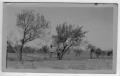 Photograph: [Peach tree in 60 year old orchard, Titus county. Lee Rhea and County…