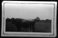 Primary view of [Bull in pasture]