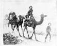 Photograph: [Example of camels used in overland packing companies]