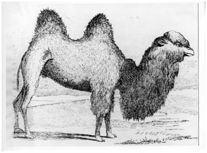 Primary view of object titled '[Example of Bactrian camel used in US Army Camel Corps]'.