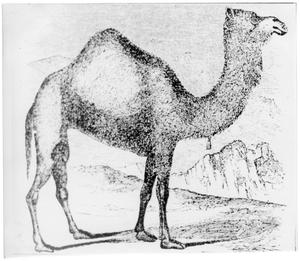 Primary view of object titled '[Example of dromedary used in US Army Camel Corps]'.