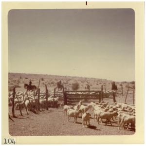 Primary view of object titled '[Sheared sheep roundup]'.