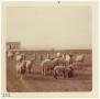 Thumbnail image of item number 1 in: '[Sheep in a field near Marfa]'.