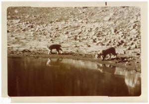 Primary view of object titled '[Two bobcats at Big Bend National Park]'.