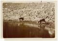 Thumbnail image of item number 1 in: '[Two bobcats at Big Bend National Park]'.