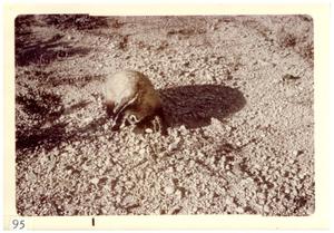 Primary view of object titled '[Badger at Big Bend National Park]'.