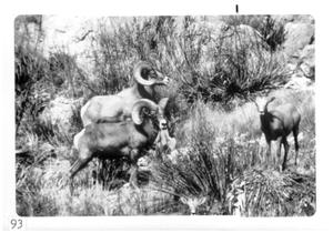Primary view of object titled '[Bighorn sheep at Big Bend National Park]'.