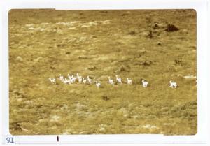 Primary view of object titled '[Antelope herd at Big Bend National Park]'.