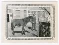 Photograph: [Nathan Levine and a Donkey]