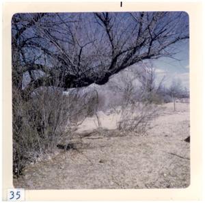 Primary view of object titled '[Tree in Presidio landscape]'.