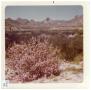 [Big Bend desert landscape containing bushes and mountains]