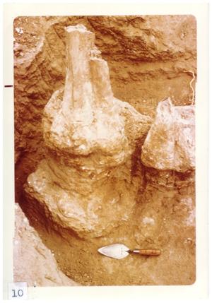 Primary view of object titled '[Collection of fossils in Big Bend]'.