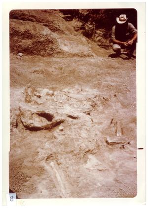 Primary view of object titled '[Person observing dinosaur bones and fossils in Big Bend]'.