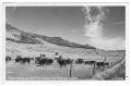 Postcard: [Postcard of Cattle Round-Up]
