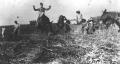 Thumbnail image of item number 1 in: '[Bailing hay with mules]'.
