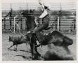 Thumbnail image of item number 1 in: '[Photograph of Calf Roping]'.