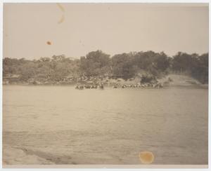Primary view of object titled 'Bean Robinson Cattle Crossing North of Palo Pinto'.