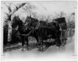 Photograph: J.M. Treadwell Driving a Buggy
